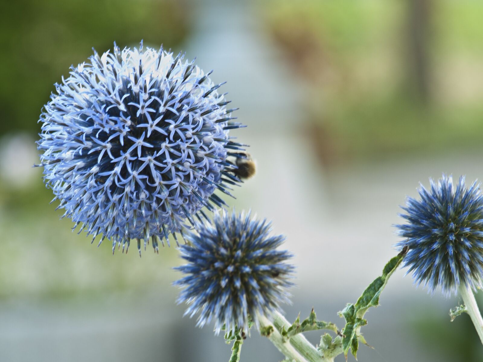 Olympus E-420 (EVOLT E-420) sample photo. Thistle, blue, prickly photography