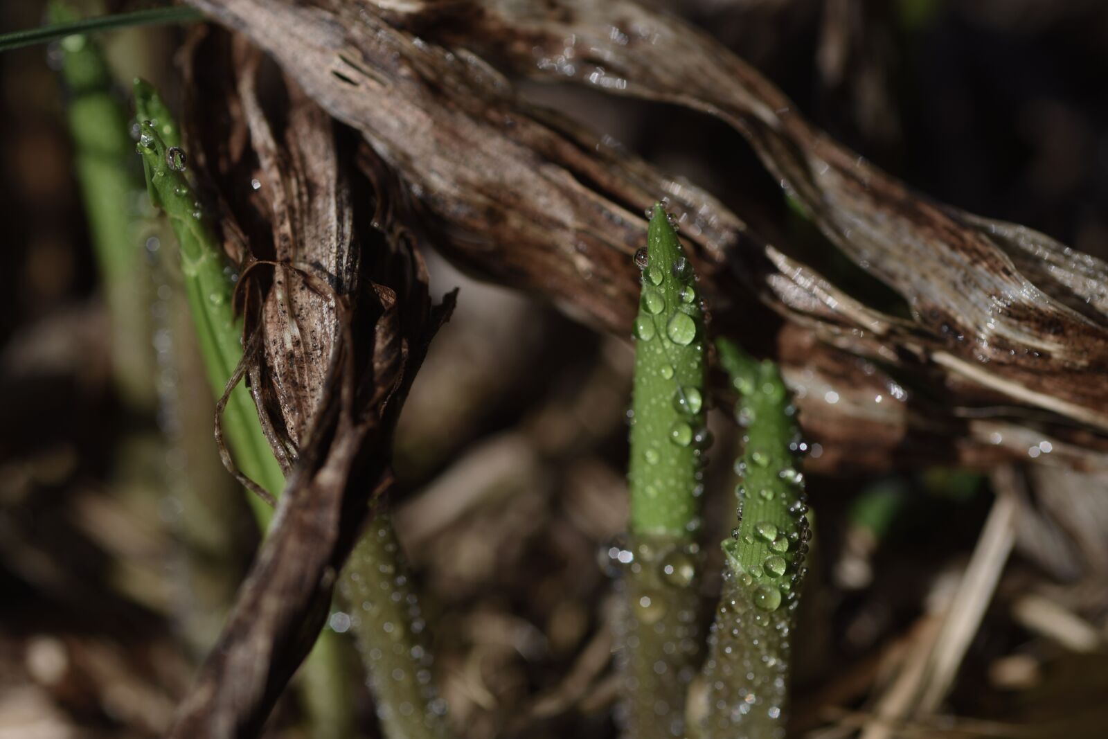Nikon D7200 sample photo. Dew, incomplete, dewdrop photography