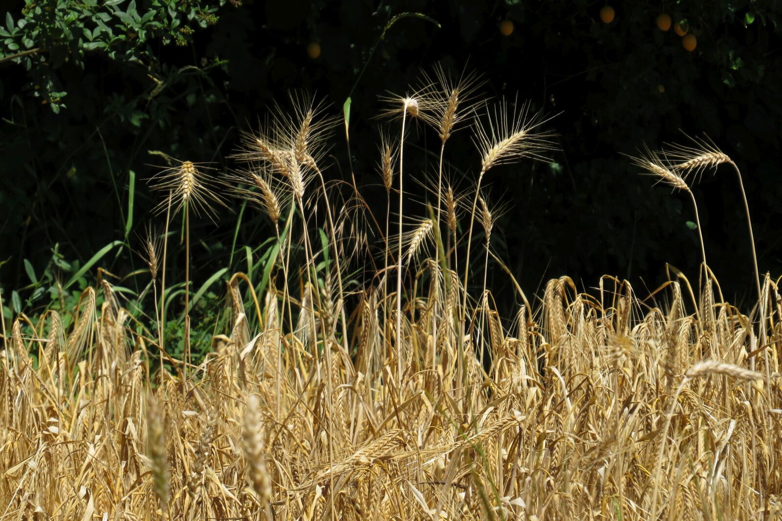 Canon PowerShot SX50 HS sample photo. Cornfield, cereals, spike photography