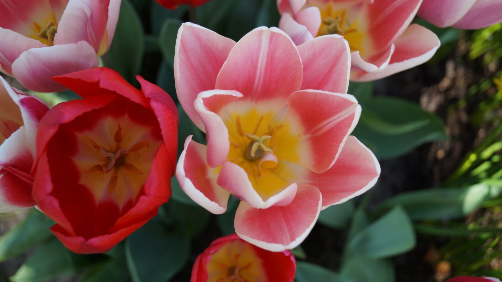 Sony DT 18-55mm F3.5-5.6 SAM II sample photo. Tulips, in keukenhof, holland photography