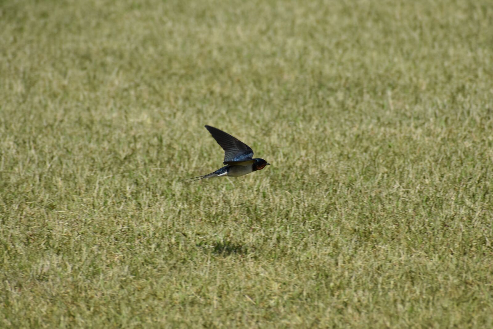 Nikon D7200 sample photo. Animal, park, lawn photography