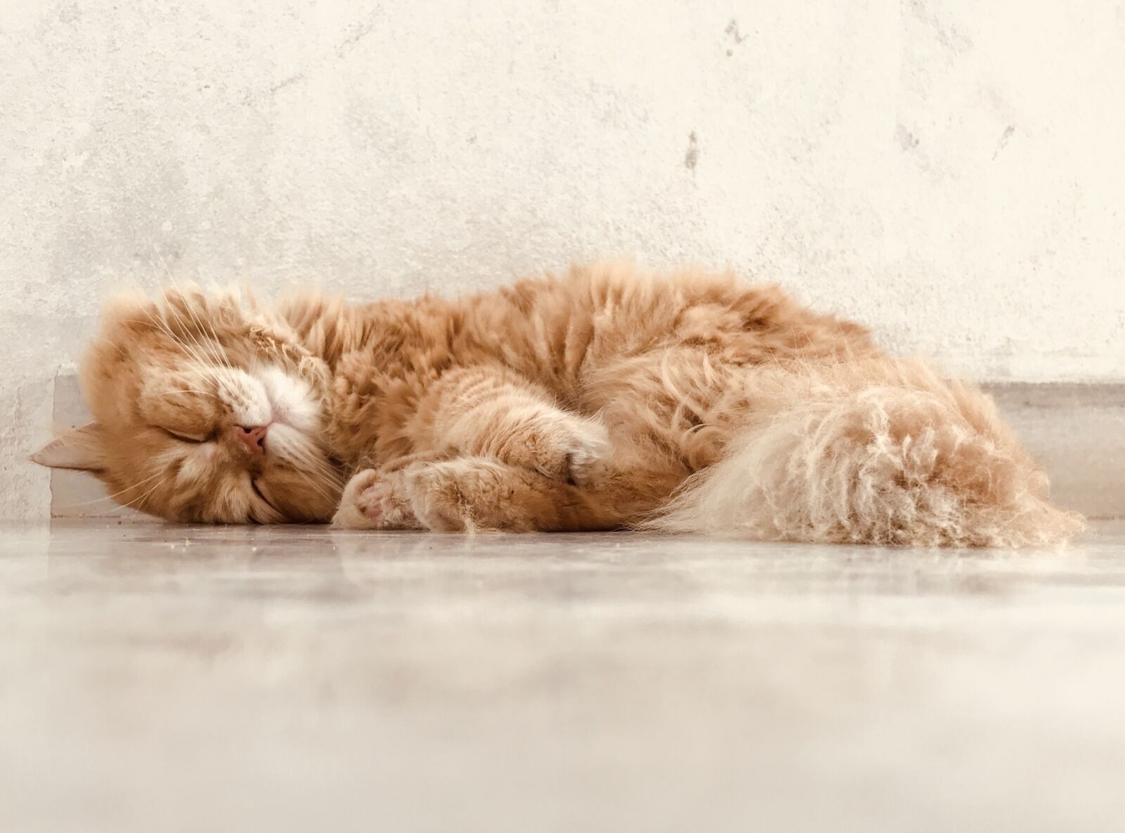 Apple iPhone 7 Plus sample photo. Sleeping, cat, animal photography