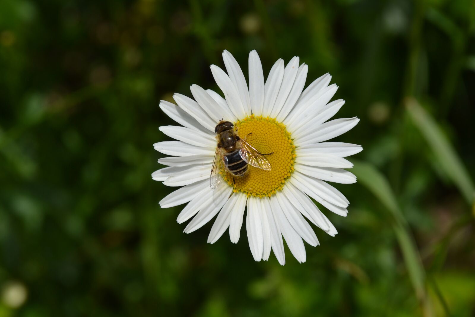 Nikon D3100 sample photo. Flower, flowers, nature photography