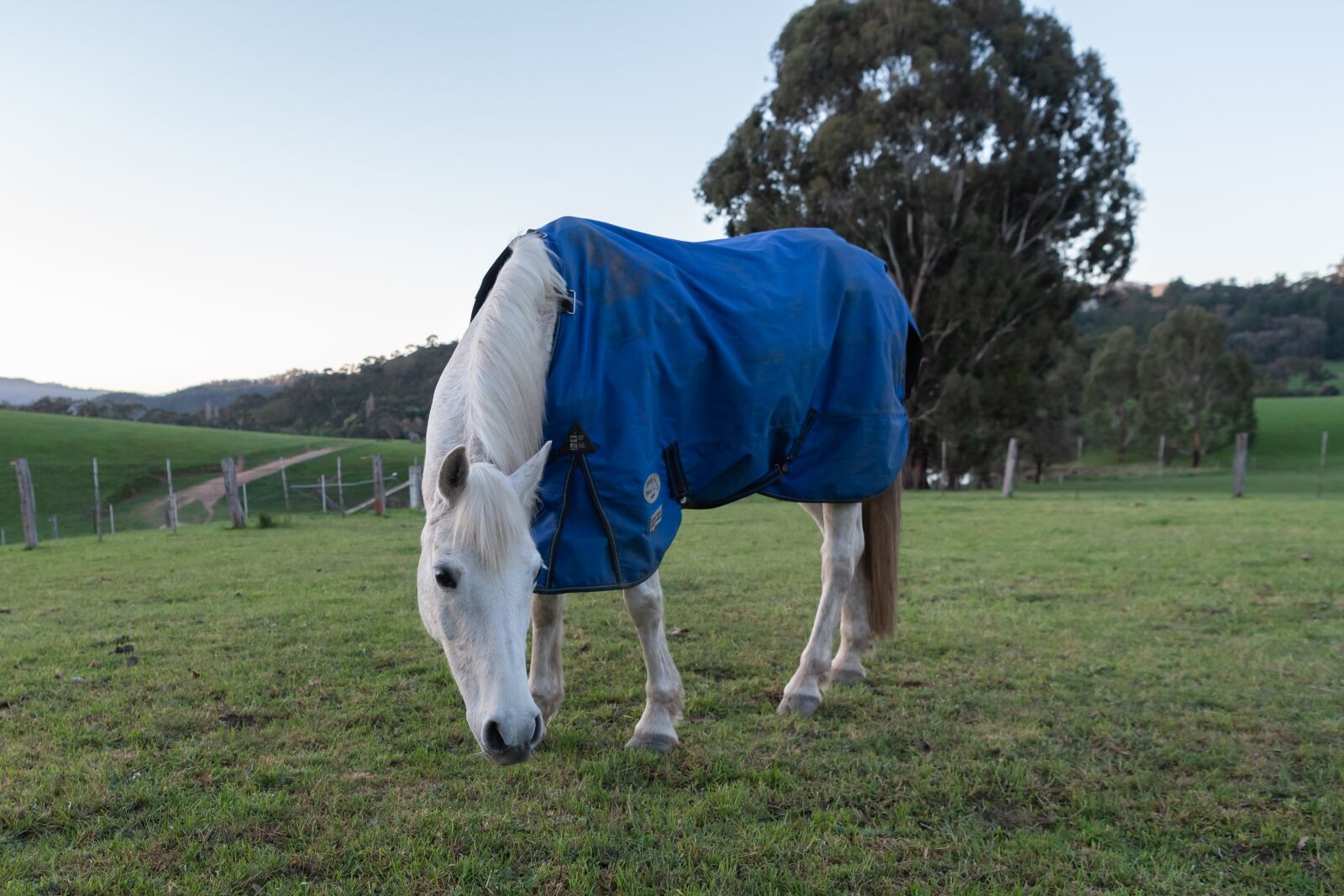 Nikon D750 sample photo. Horse, pony, australian pony photography