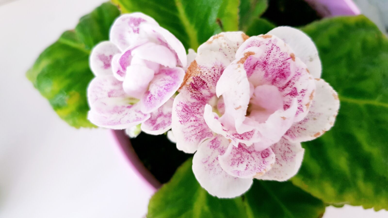 Samsung Galaxy S8+ sample photo. Gloxinia, pot, flower photography