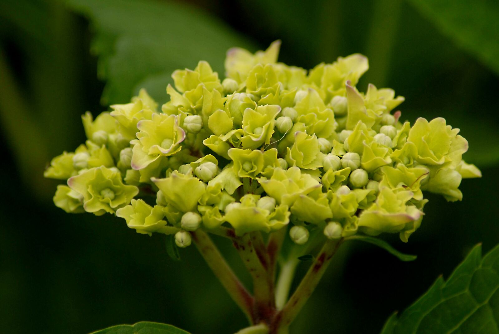 Nikon D200 sample photo. Flower, hydrangea, buds photography