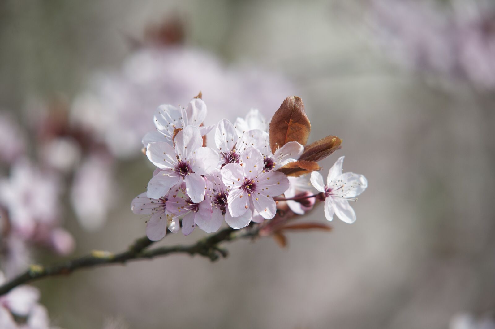 Nikon D300 sample photo. Spring, blossom, pink photography