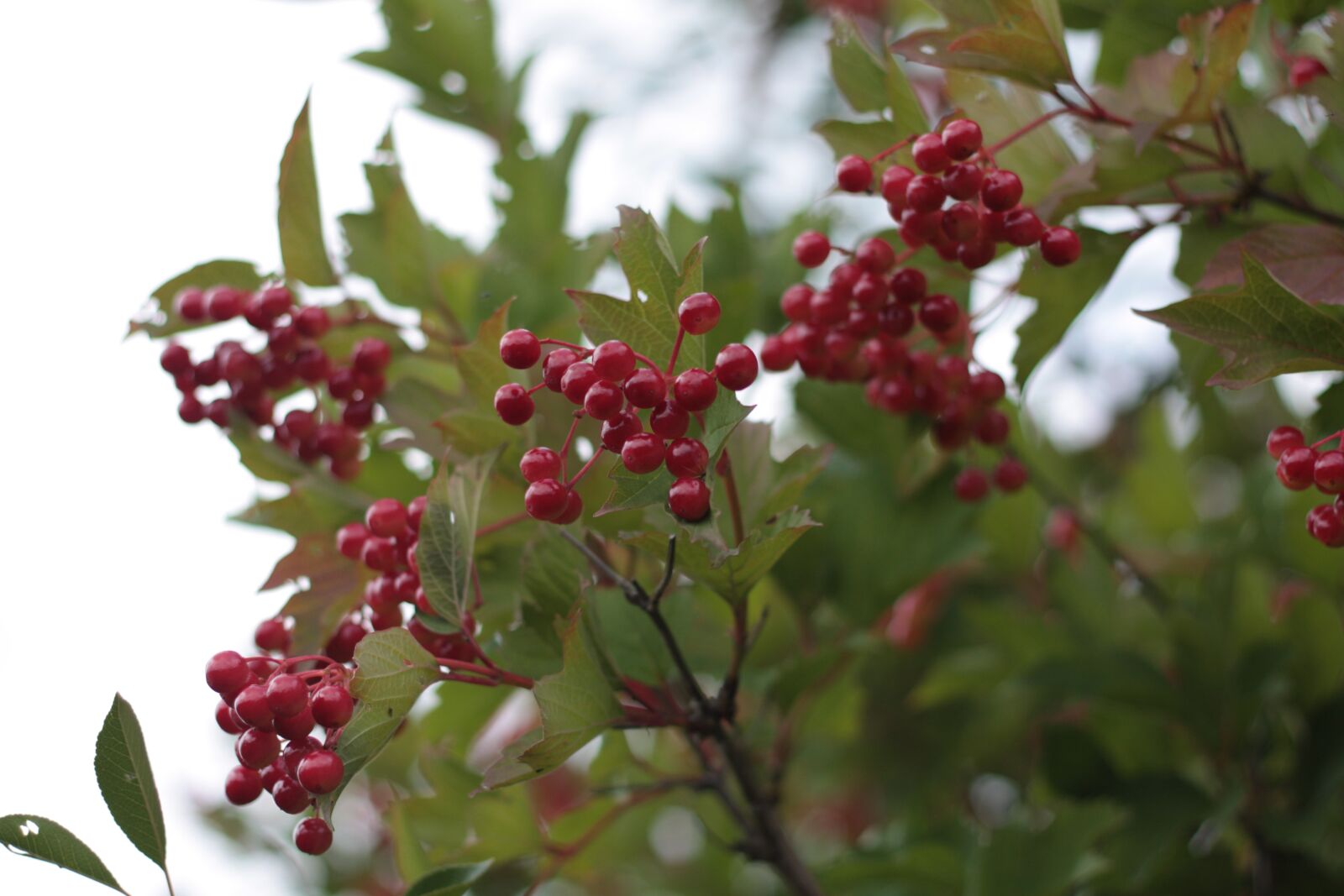 Canon EOS 450D (EOS Rebel XSi / EOS Kiss X2) sample photo. Summer, berry, garden photography