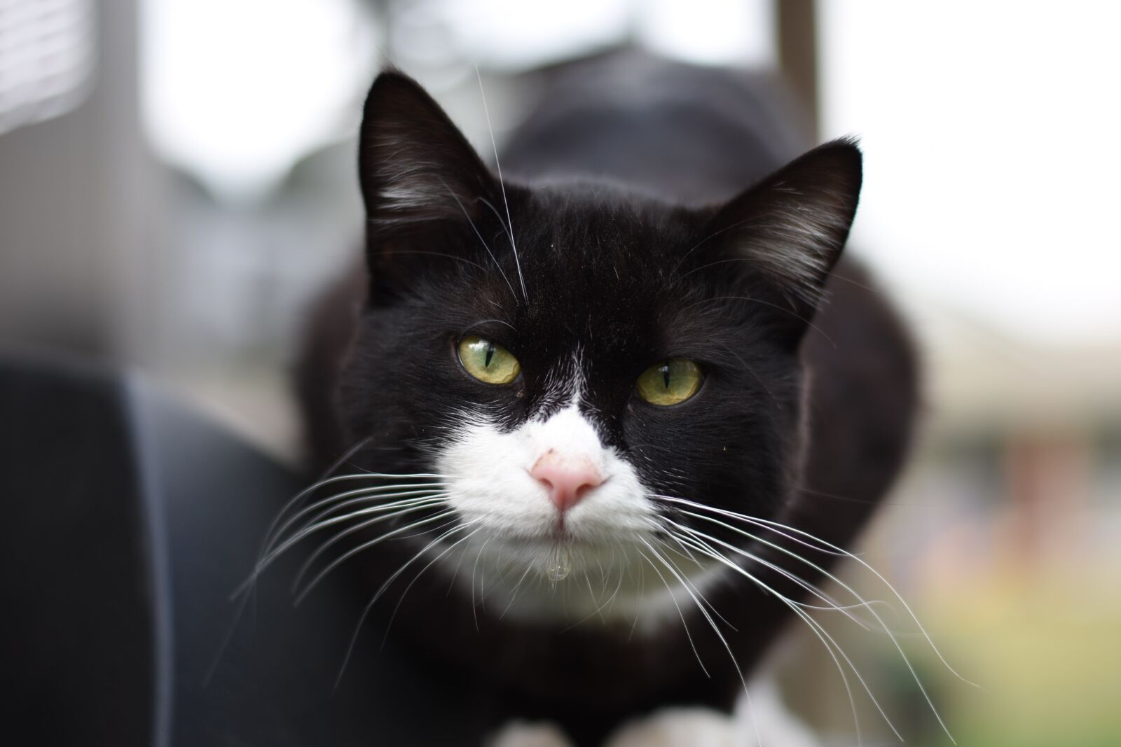 Nikon D7200 sample photo. Cat, kitty, pet photography