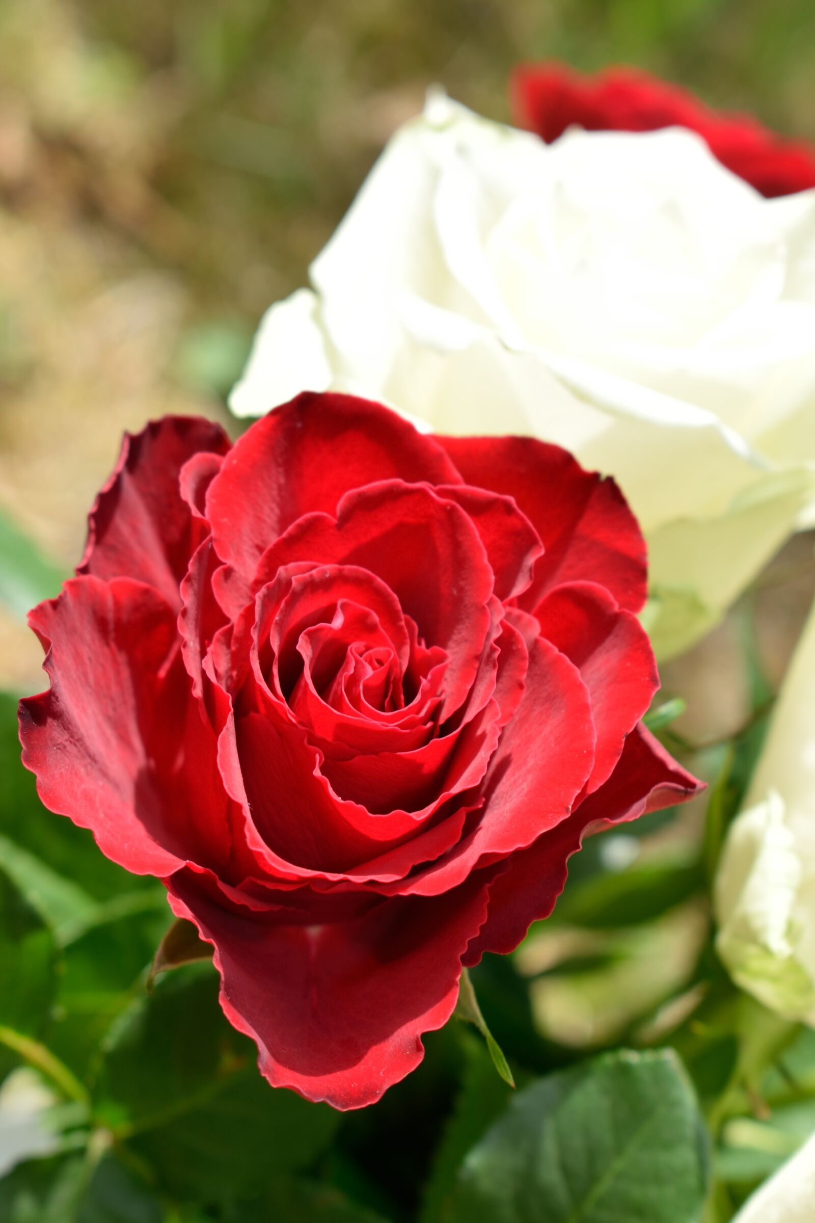 Nikon D3300 sample photo. Rose, flower, nature photography