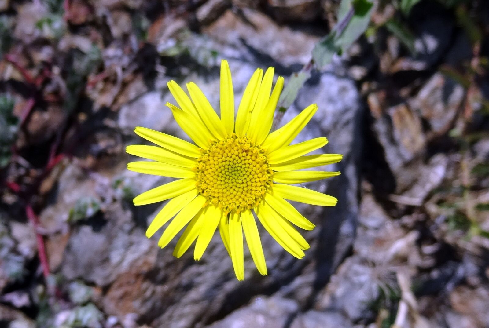 Sony DSC-HX60V sample photo. Flower, yellow, sontikli photography