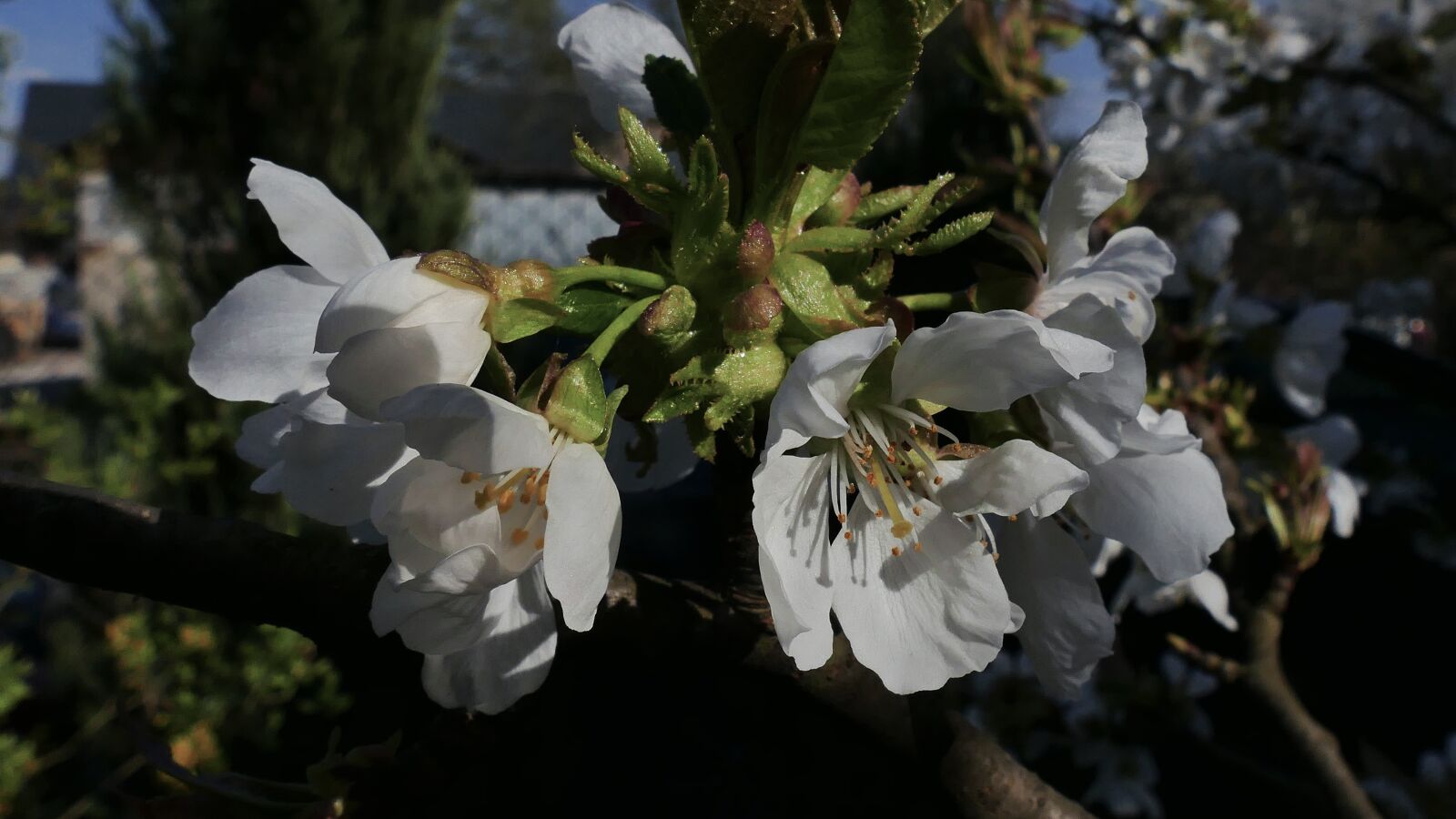 Panasonic Lumix DMC-FZ1000 sample photo. Cherry, flower, flowering photography