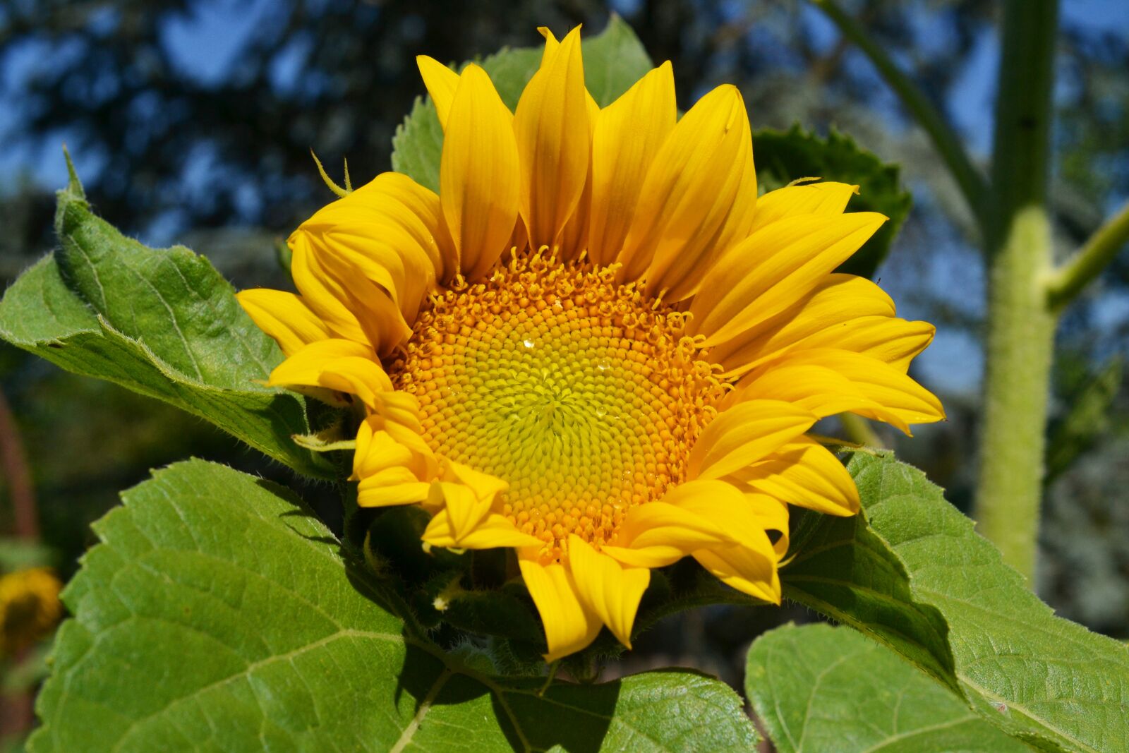 Nikon D3100 sample photo. Sunflower, dewdrop, helianthus annuus photography