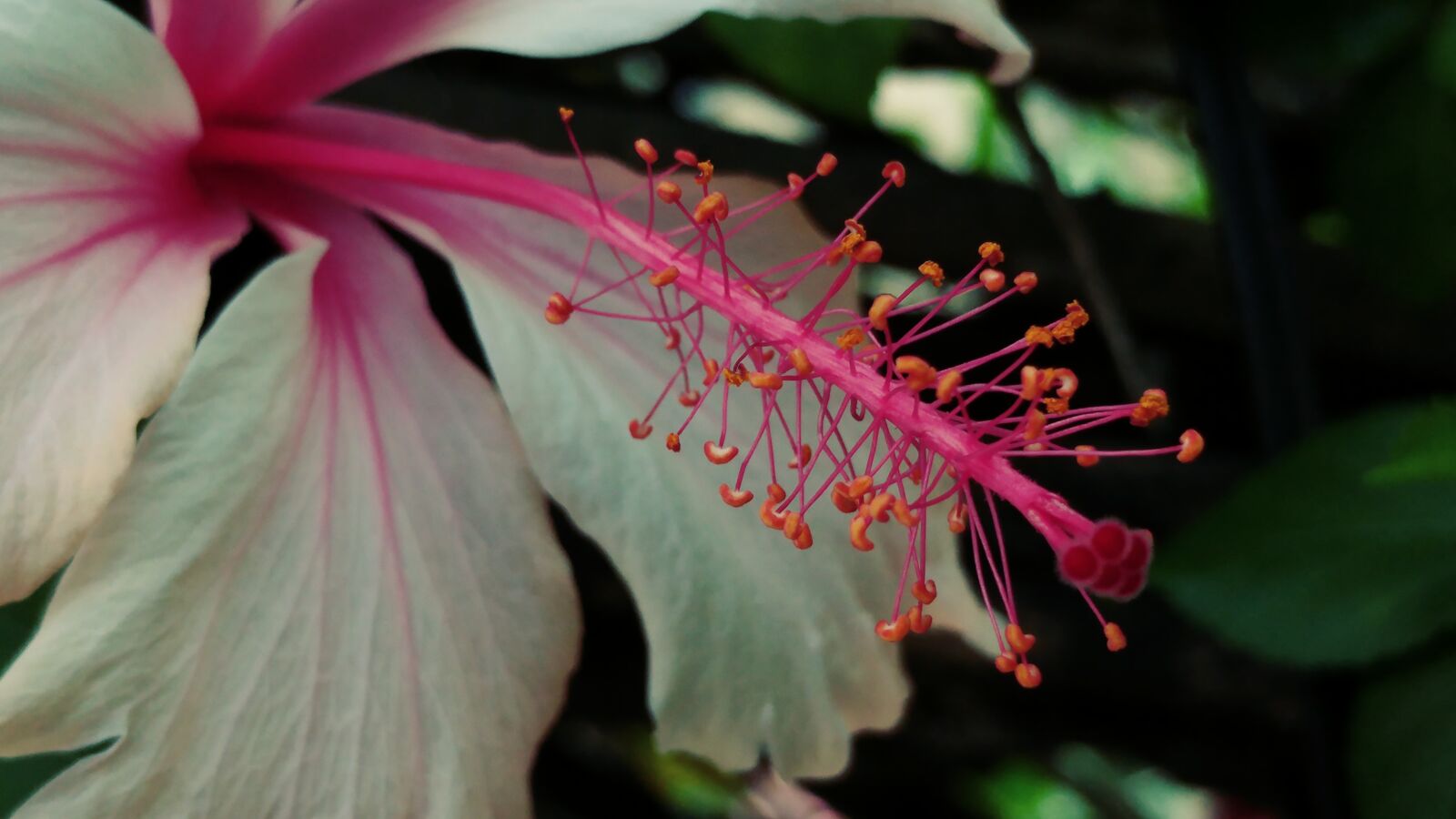 LG G5 sample photo. Hibiscus, pistil, flower photography