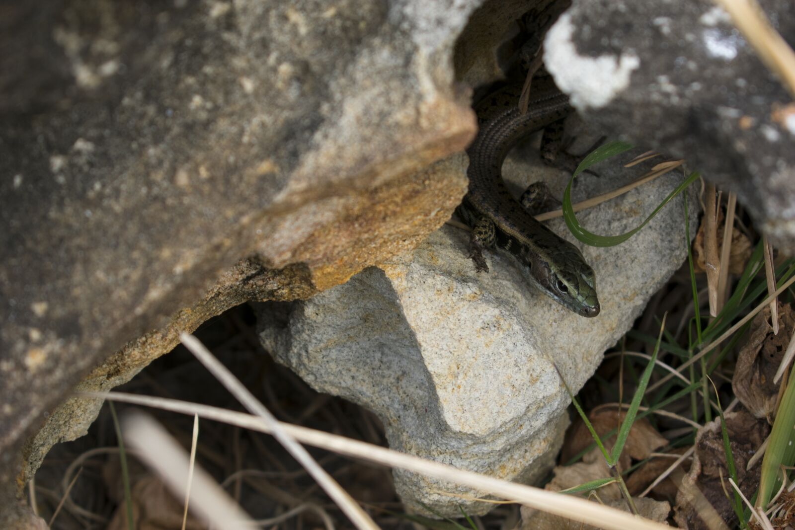 Nikon D3400 sample photo. Nature, animal, reptile photography