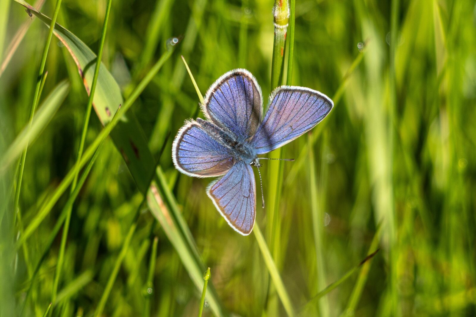 Canon EF 70-300 F4-5.6 IS II USM sample photo. Butterfly, common blue, insect photography