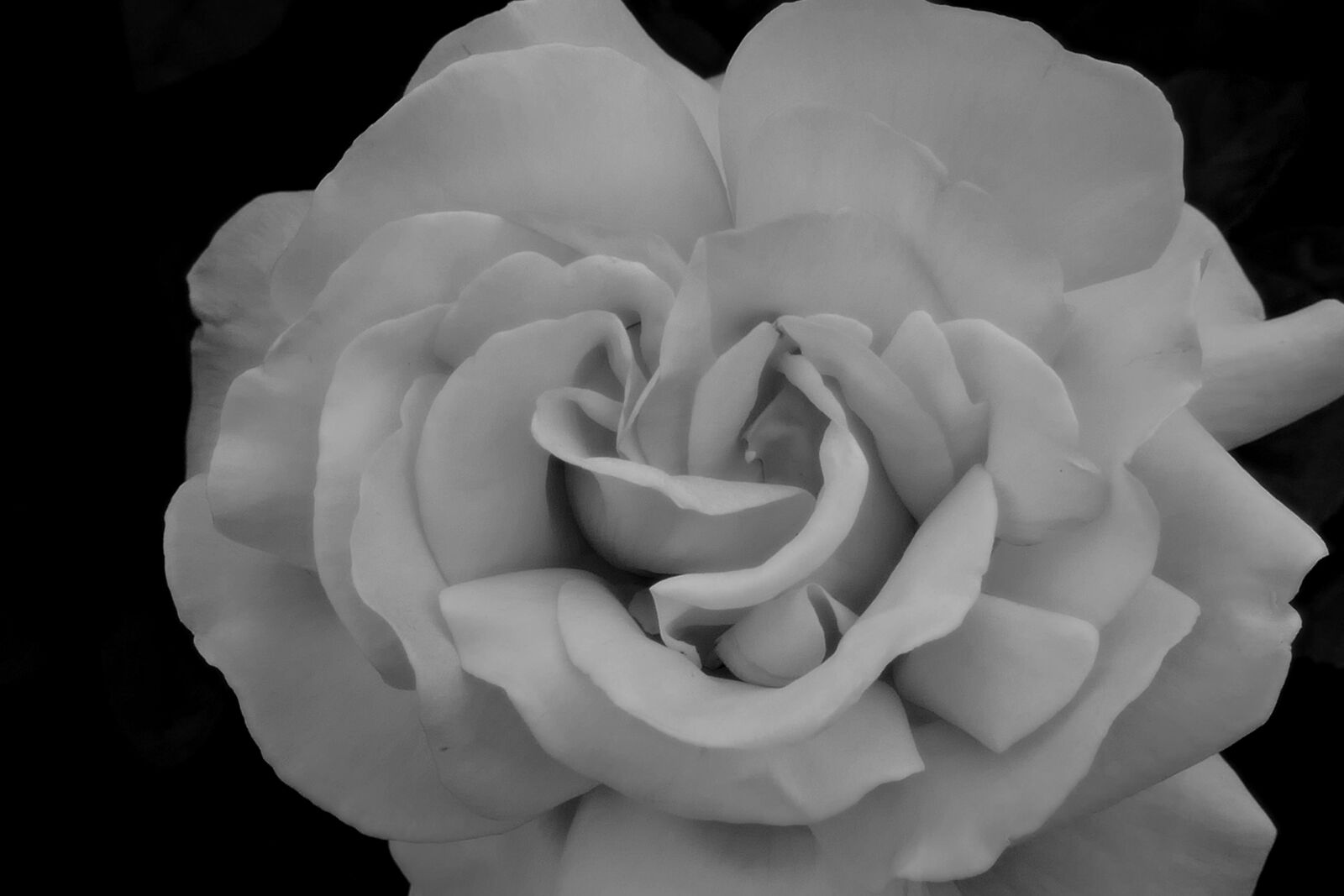 Panasonic Lumix DMC-FZ1000 sample photo. Rose, white, flower photography