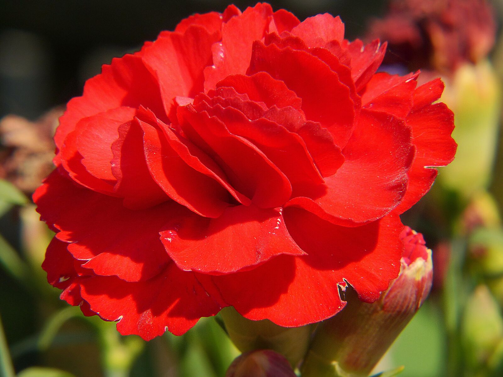 Panasonic Lumix DMC-FZ200 sample photo. Carnation, red, flower photography