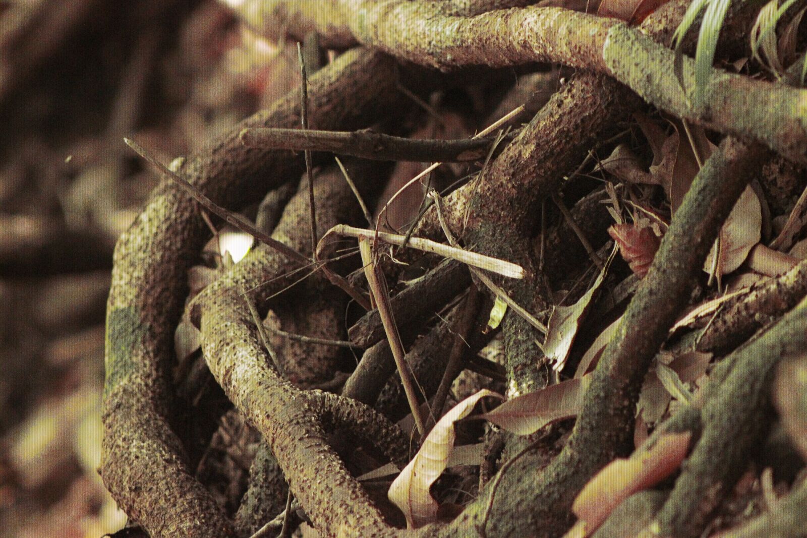 Canon EF75-300mm f/4-5.6 sample photo. Nature, tree, food photography