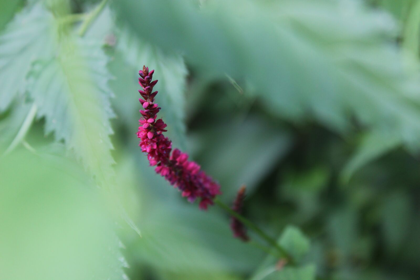 Canon EOS 600D (Rebel EOS T3i / EOS Kiss X5) sample photo. Flower, plant, blossom photography
