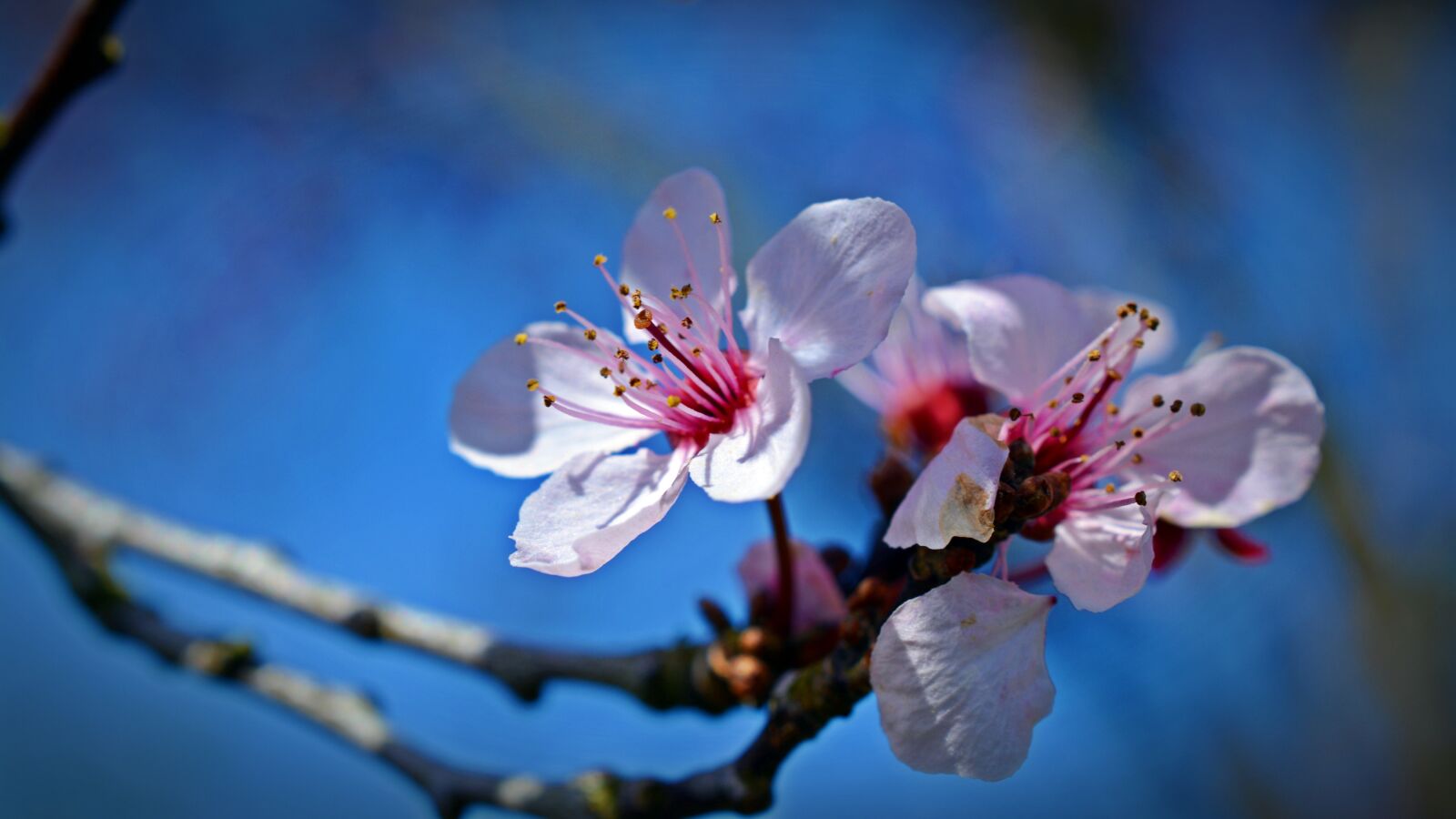 Nikon D5200 sample photo. Japanese cherry trees, blossom photography