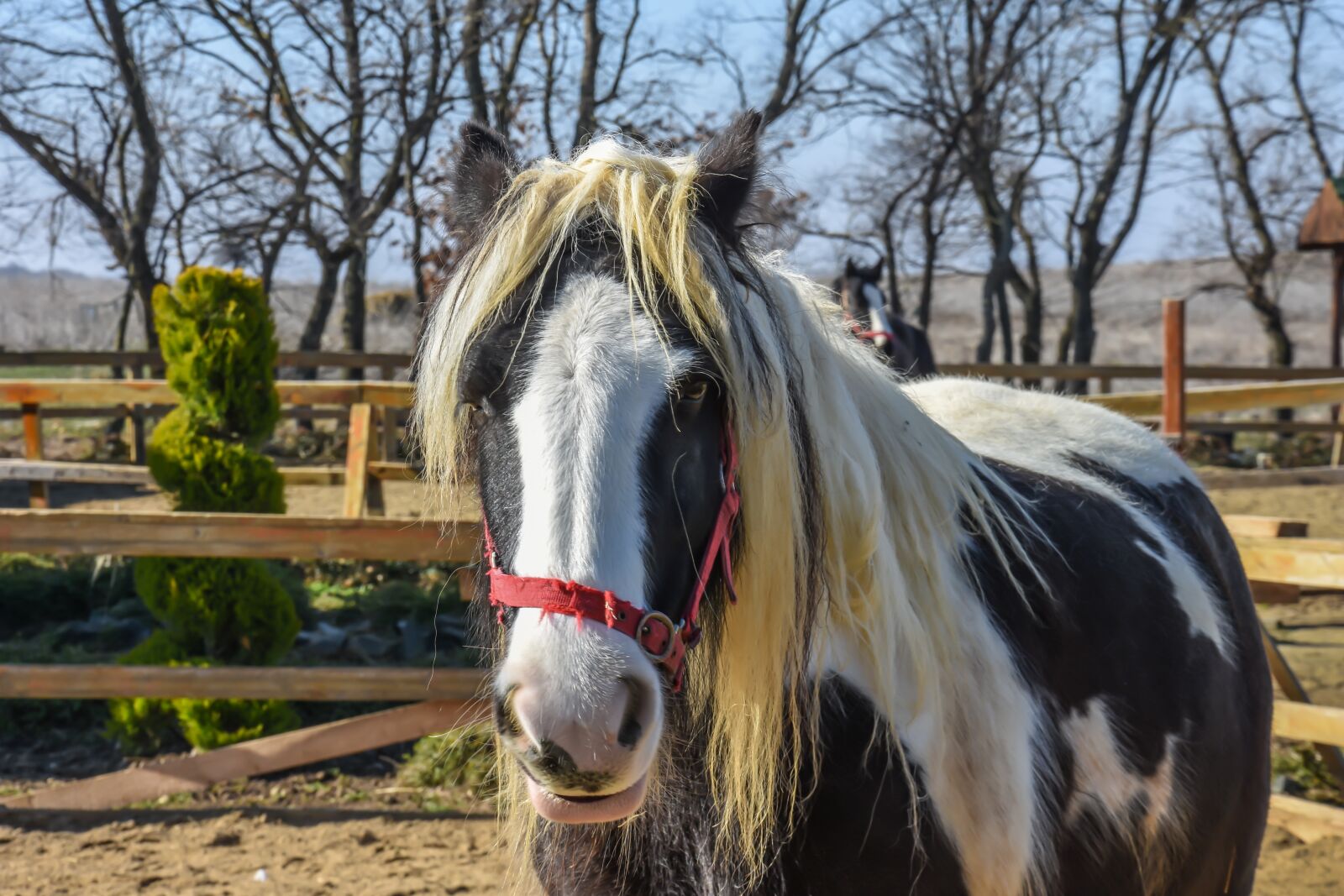Nikon D7200 sample photo. Horse, farm, outdoor photography