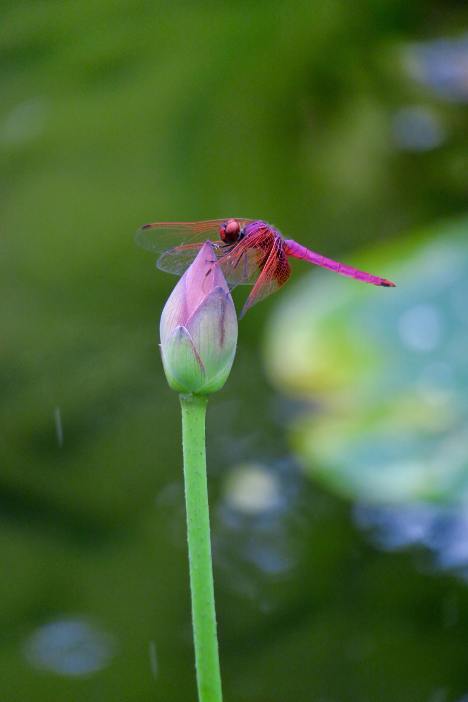 Canon PowerShot G3 X sample photo. Dragonfly, dutch, lotus leaf photography