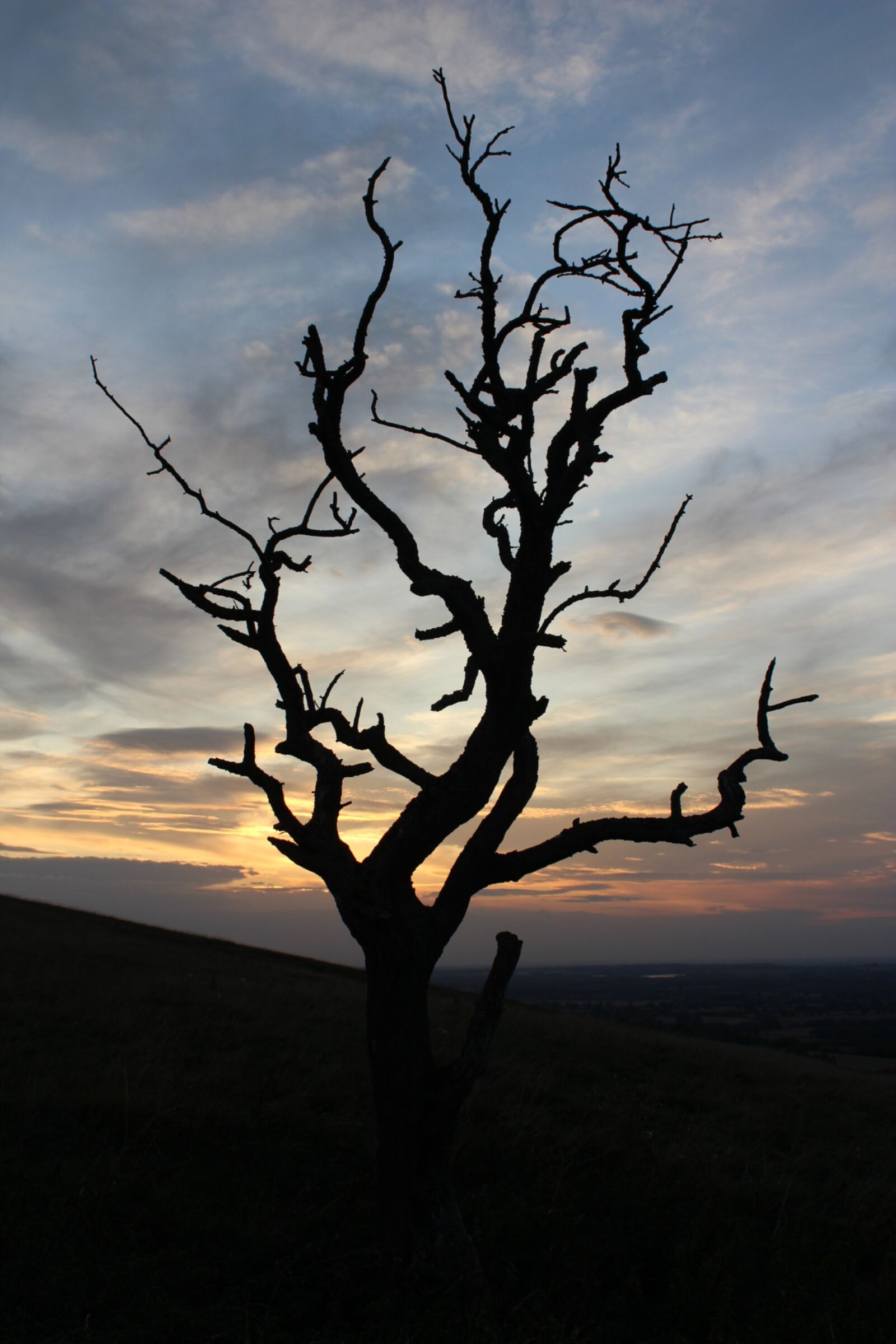 Canon EOS 1200D (EOS Rebel T5 / EOS Kiss X70 / EOS Hi) sample photo. Sunset, tree, bare photography