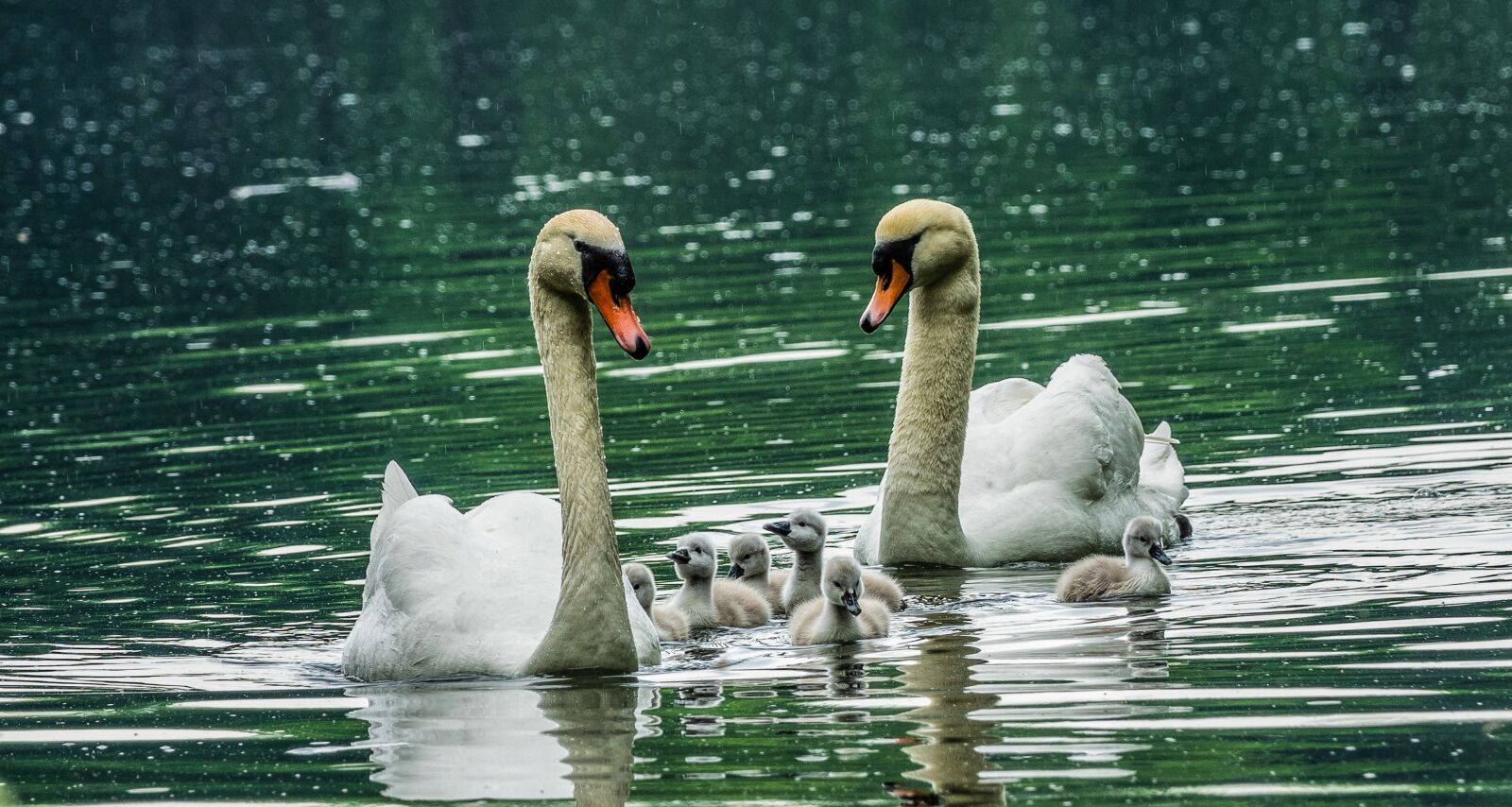 Sony Cyber-shot DSC-RX10 III sample photo. Swan, family, water photography