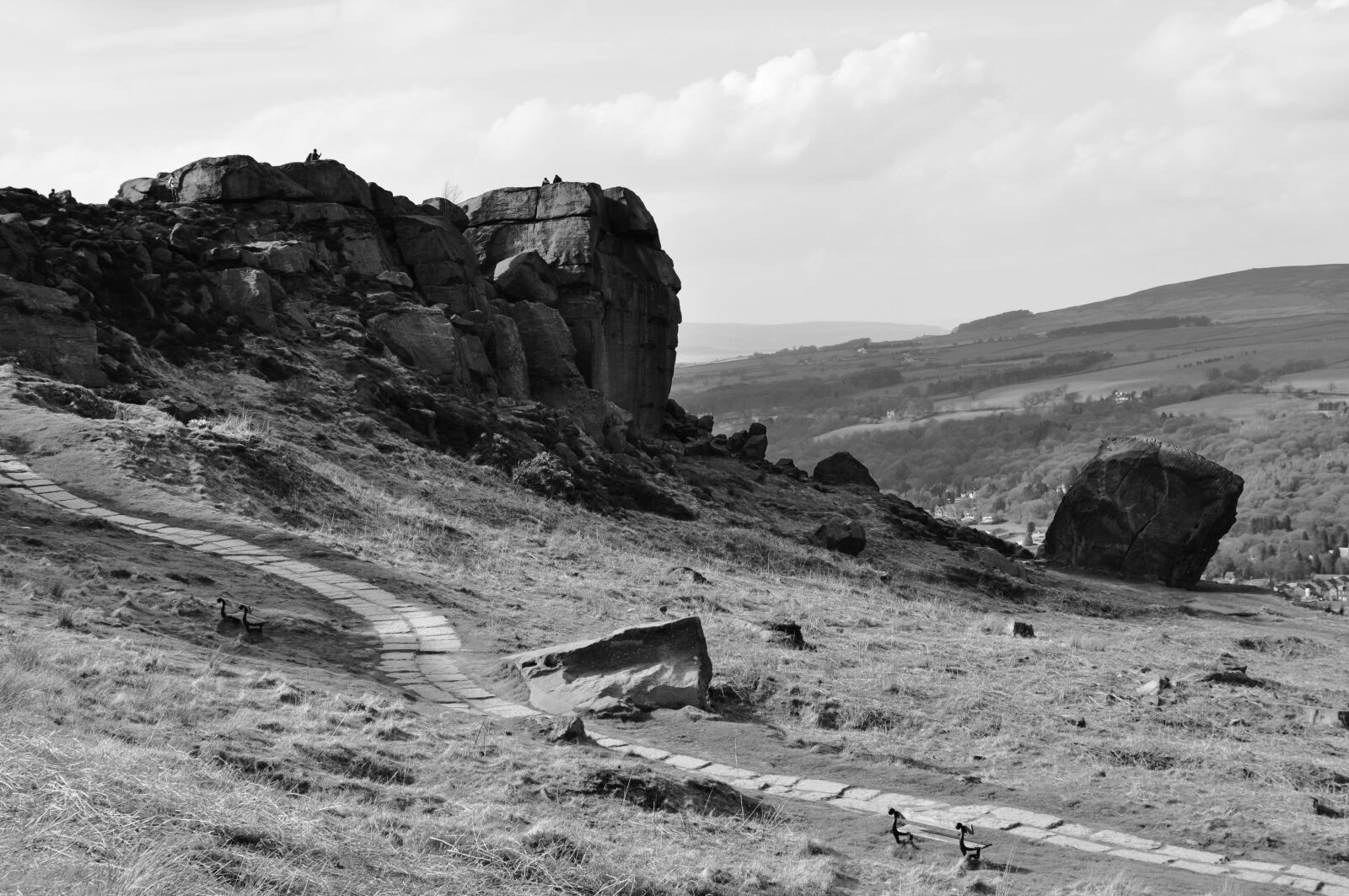 Nikon D5000 sample photo. Cow and calf, ilkley photography