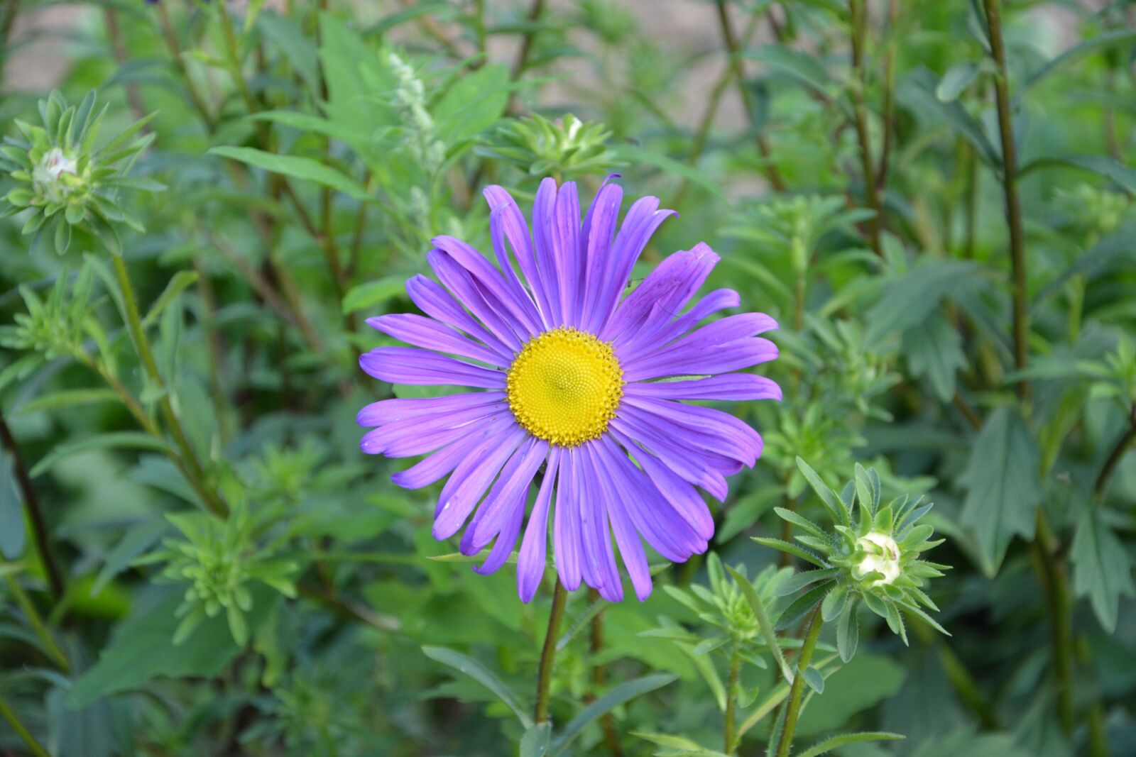 Nikon D5200 sample photo. Flower, violet, petals violets photography