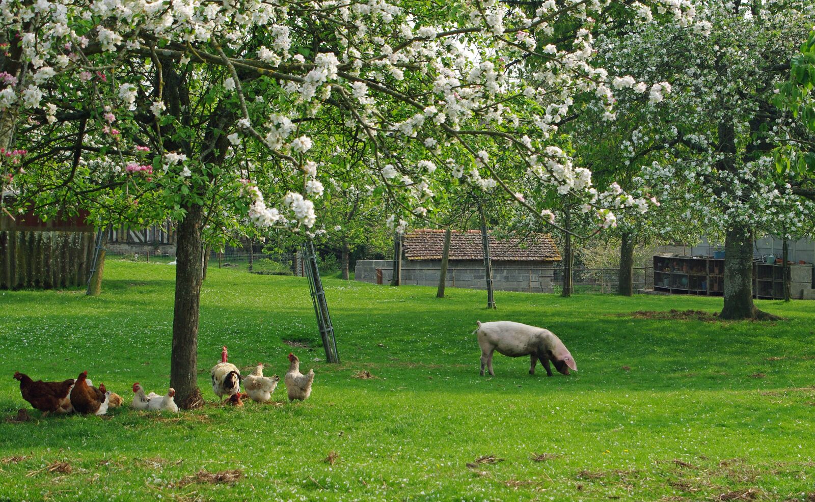 Pentax K20D sample photo. Pig, hen, orchard photography