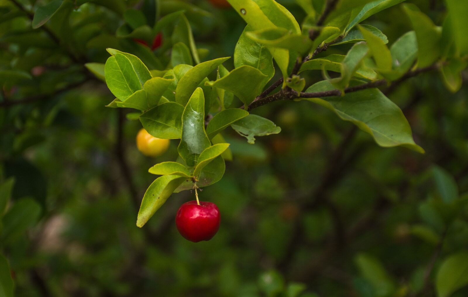 Nikon D7200 sample photo. Leaf, nature, tree photography
