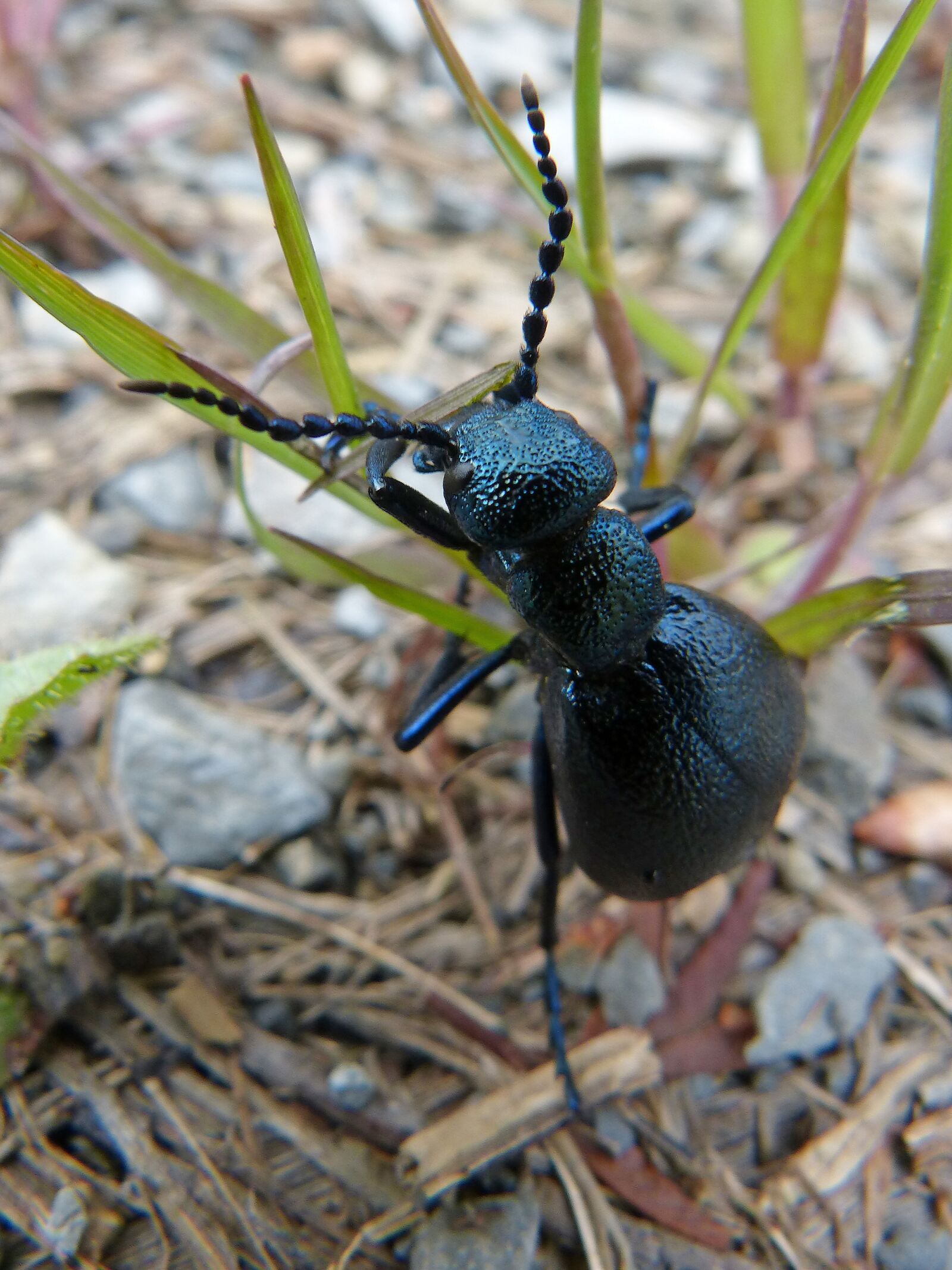 Panasonic DMC-FZ62 sample photo. Insect, nature, invertebrate photography