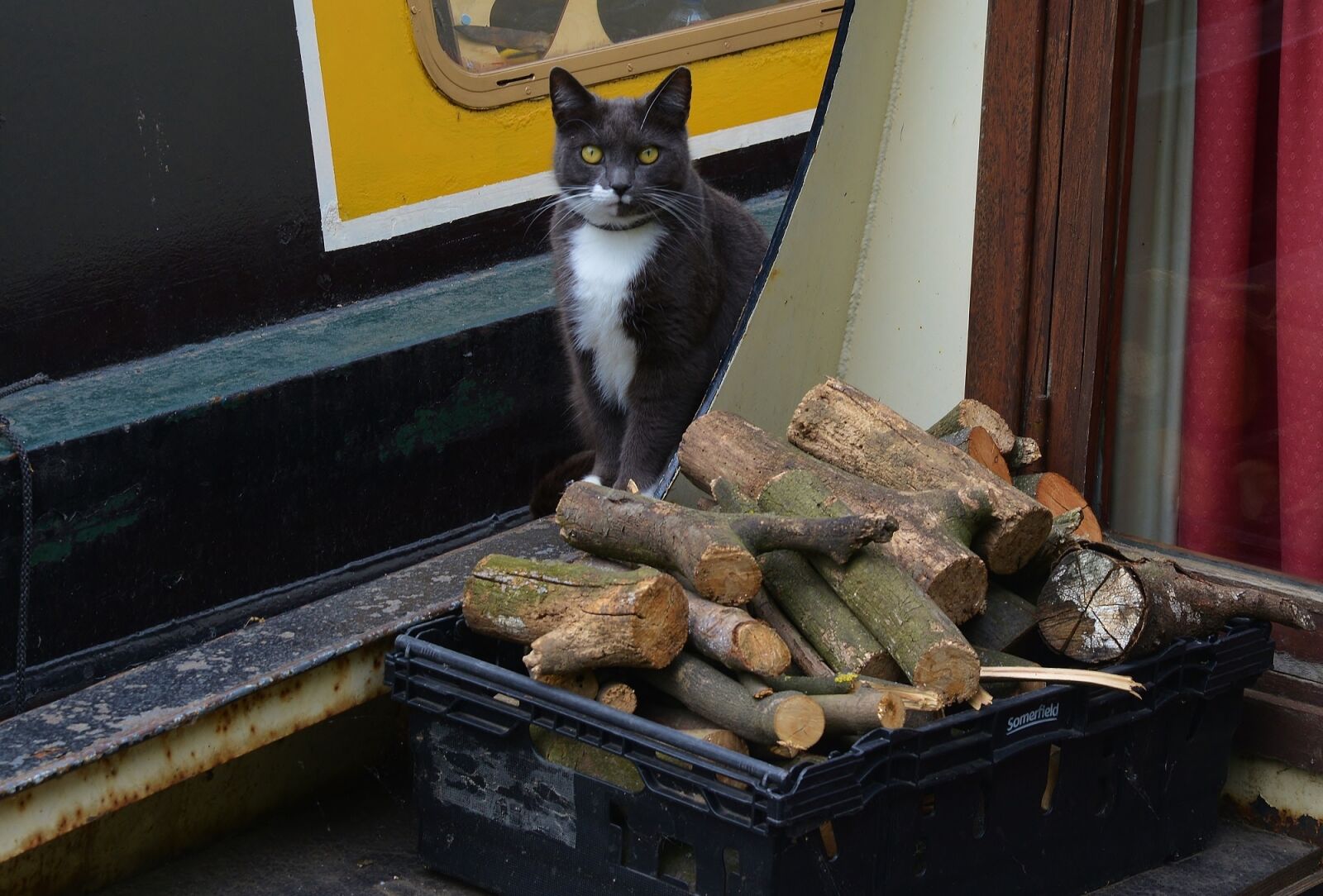 Nikon D800 sample photo. Cat, face, portrait photography