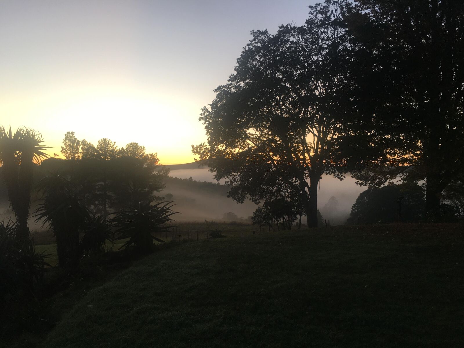 Apple iPhone 6s sample photo. Tree, sunrise, fog photography