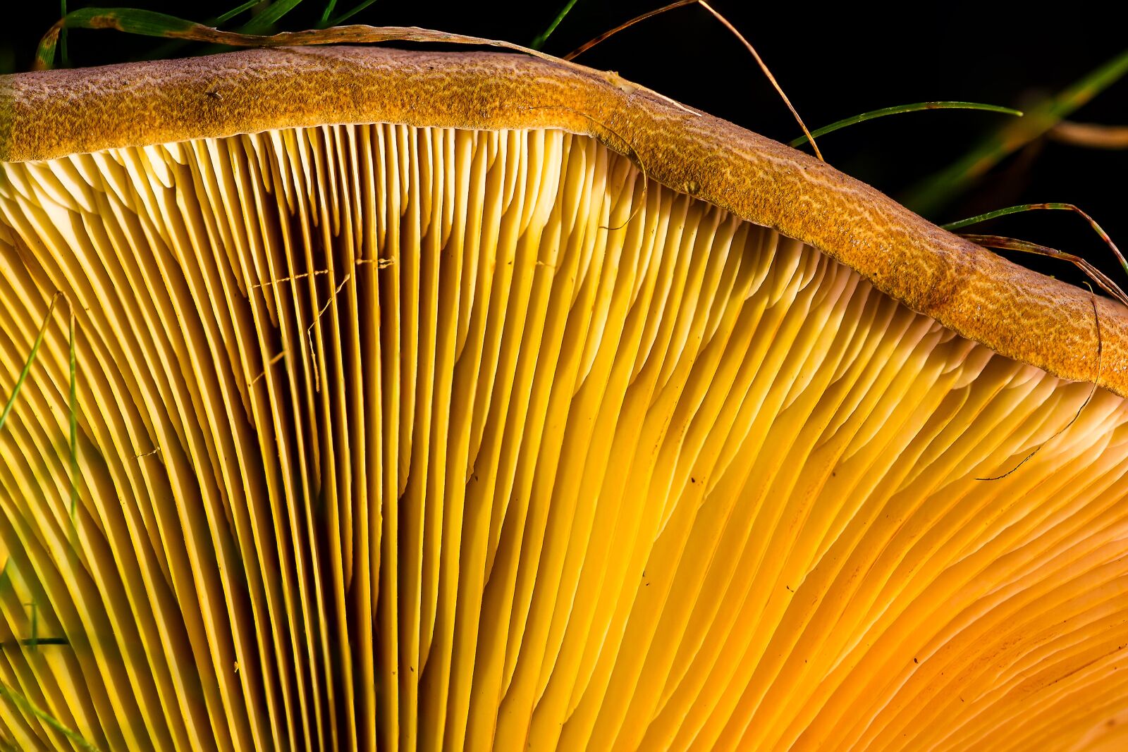 Canon EOS 7D sample photo. Agaric, mushroom, disc fungus photography