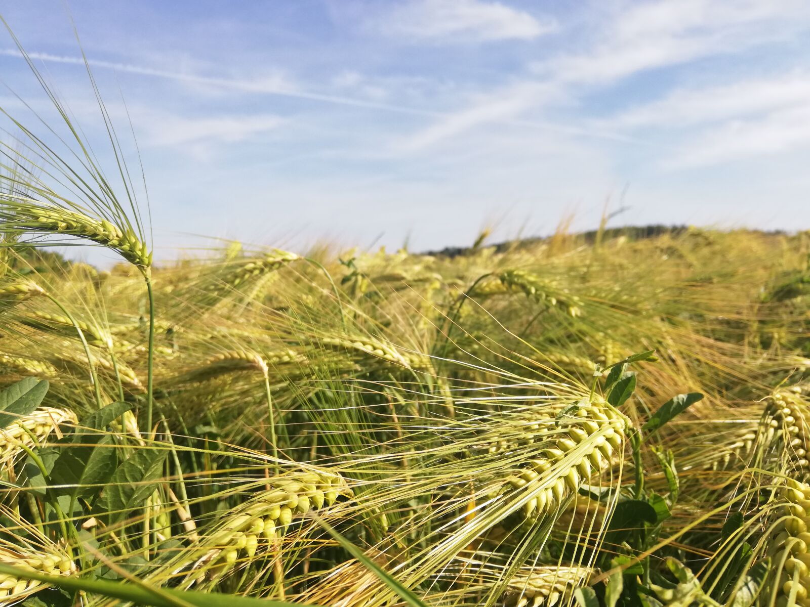 HUAWEI P20 lite sample photo. Cornfield, barley field, barley photography