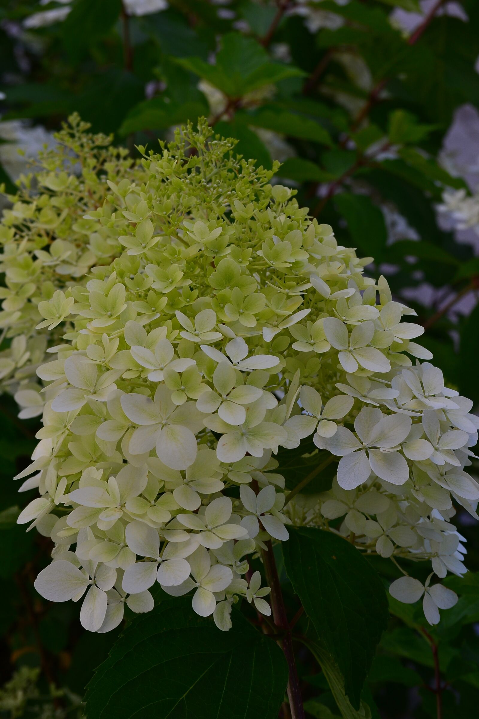 Nikon D3100 sample photo. Corsage, flowers, green photography
