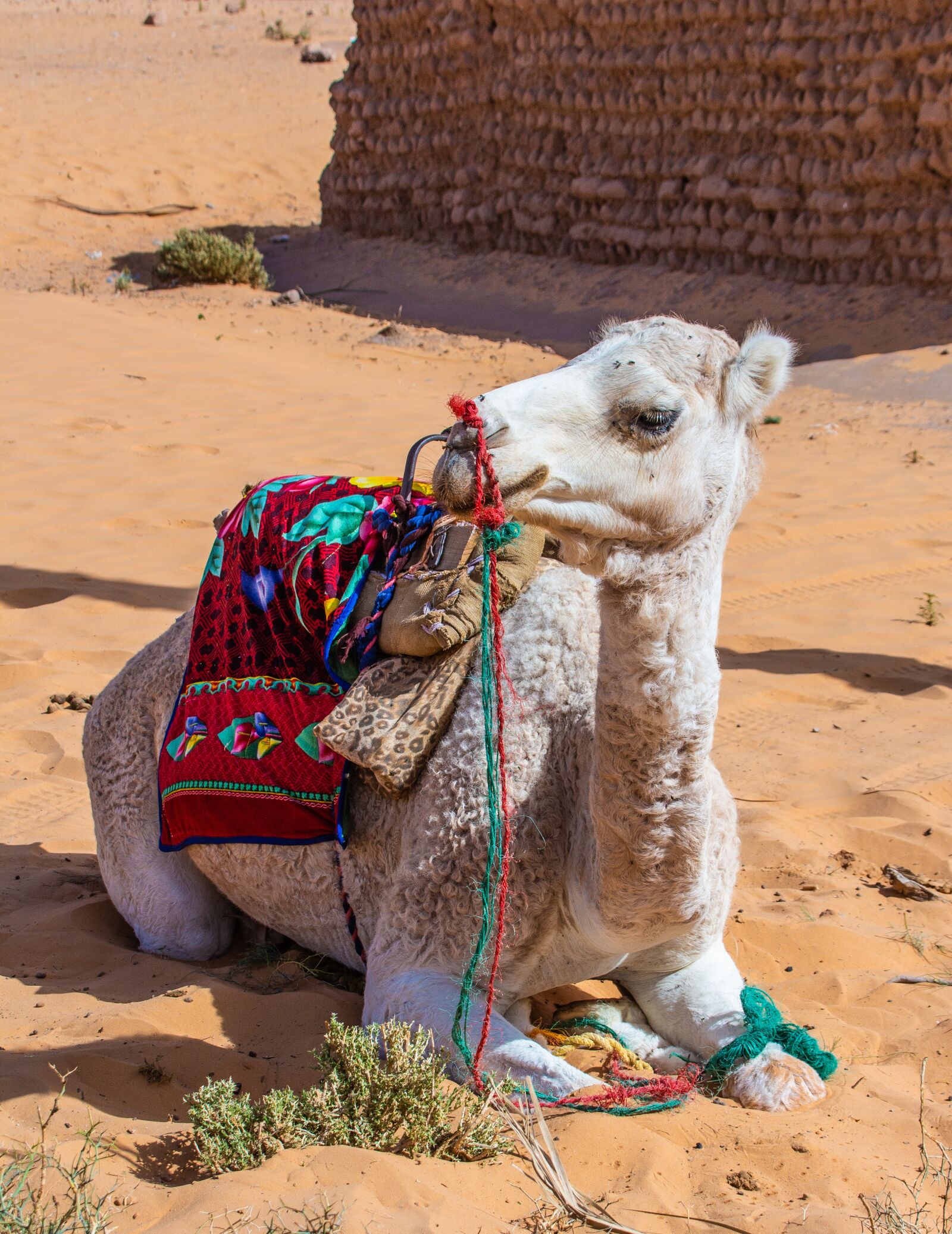 Canon EOS 700D (EOS Rebel T5i / EOS Kiss X7i) sample photo. Dromedary, camel, sahara photography
