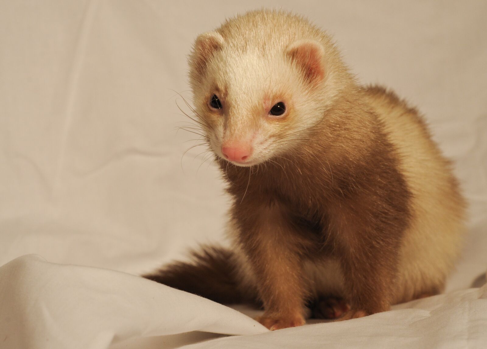Nikon D300 sample photo. Ferret, white sheet, domestic photography