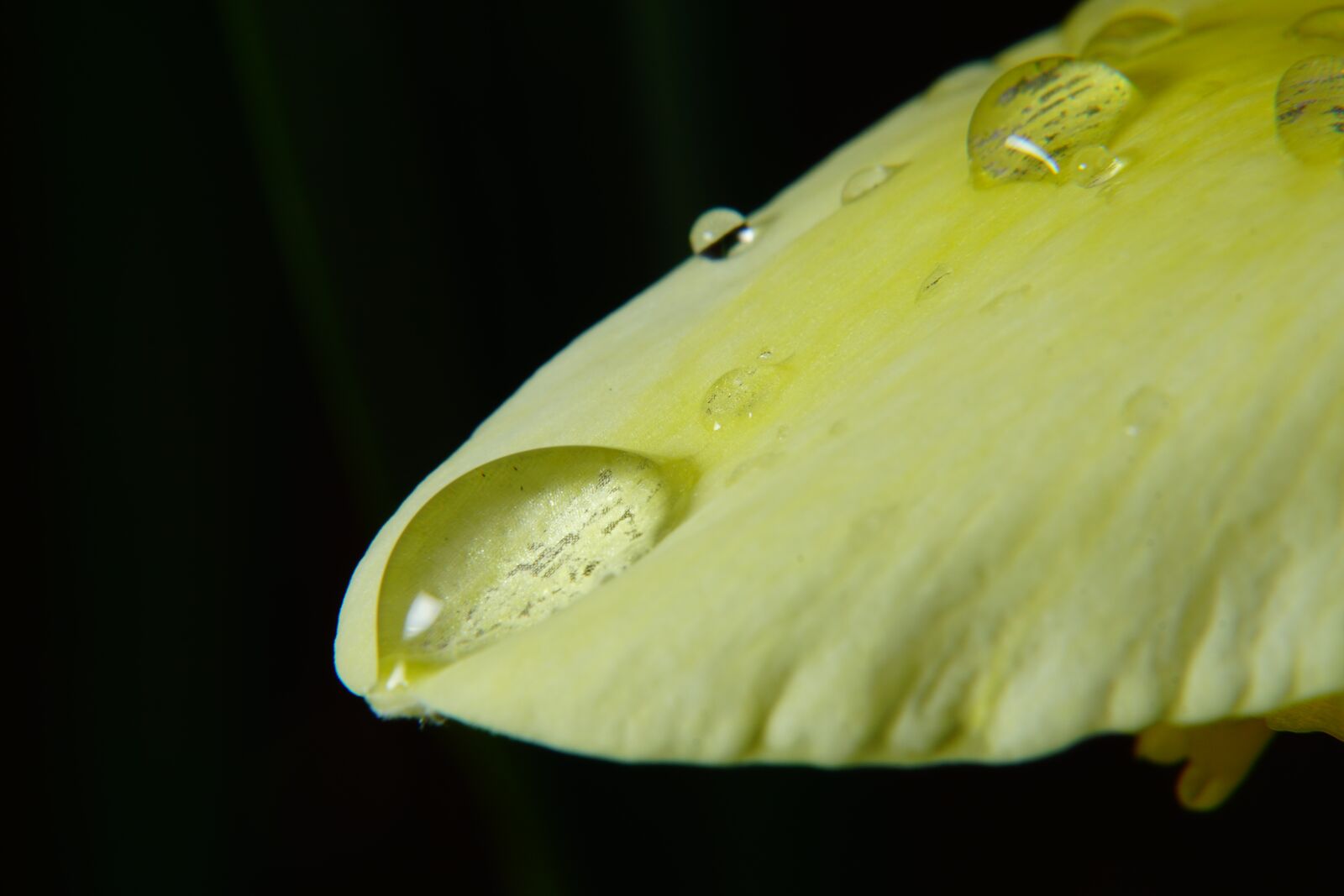Sony a6000 + E 50mm F1.8 OSS sample photo. Flower, water, drop photography