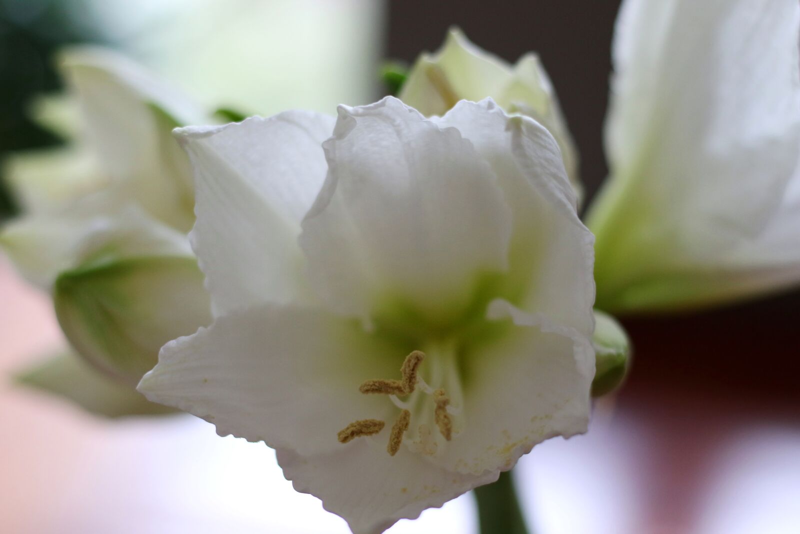 Canon EOS 7D Mark II sample photo. Amaryllis, flower, white photography