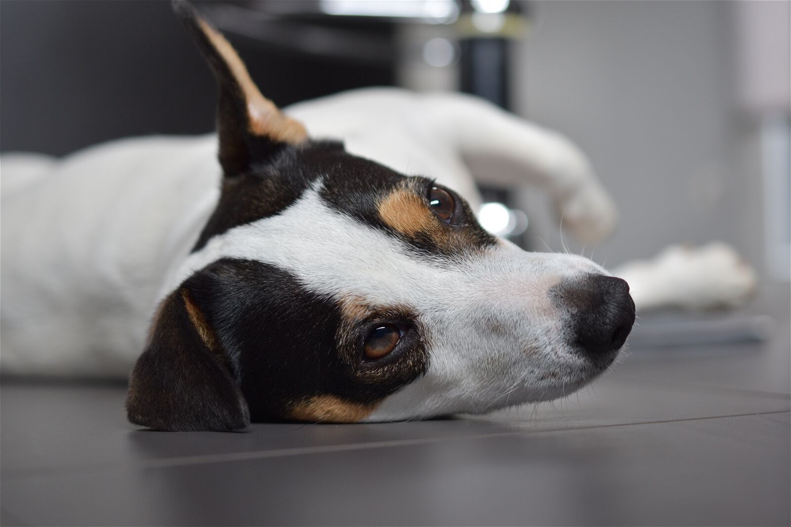 Nikon D5600 sample photo. Dog, jack russel, cute photography