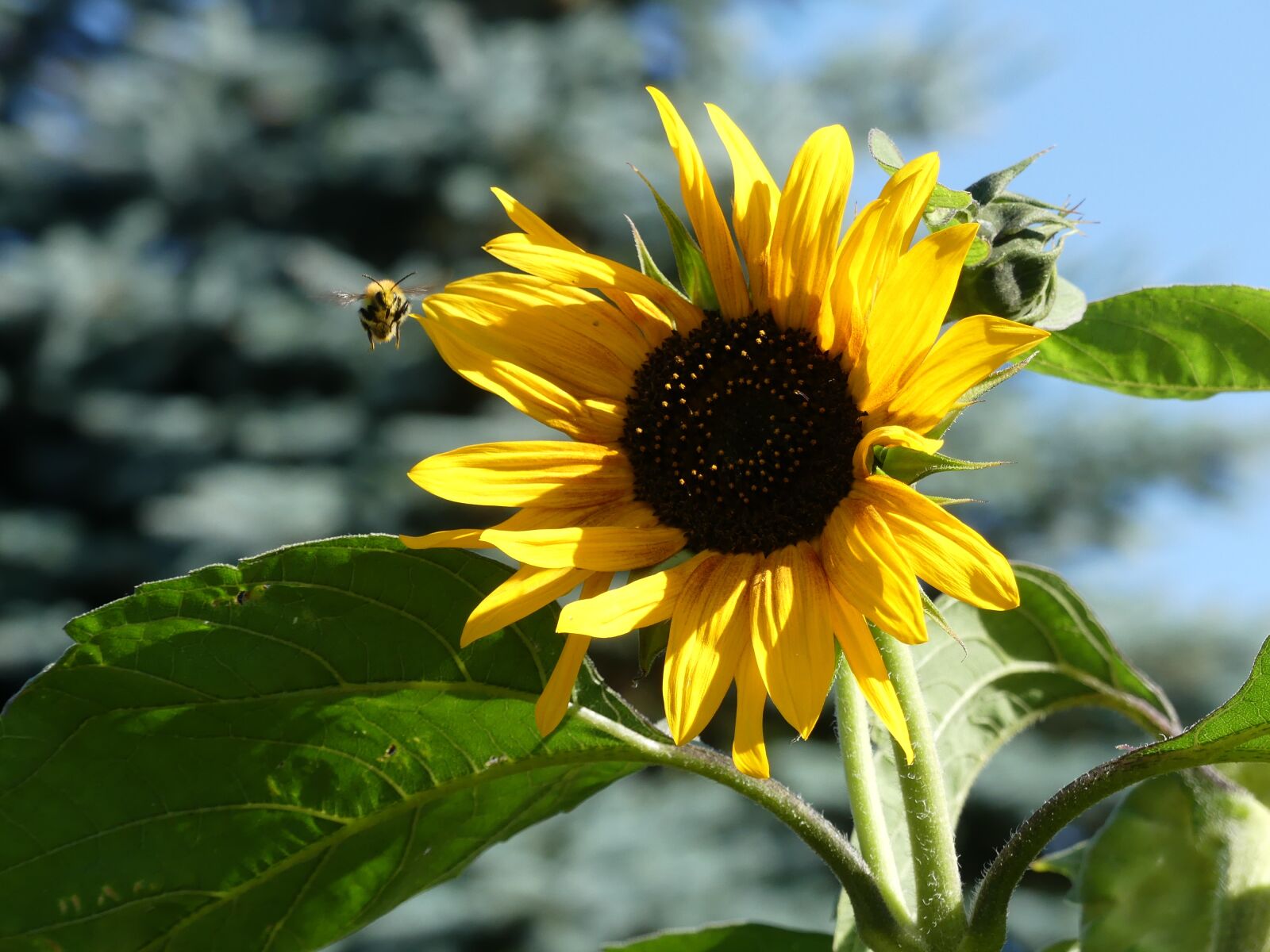 Panasonic Lumix DMC-FZ300 sample photo. Sunflower, yellow, bee photography