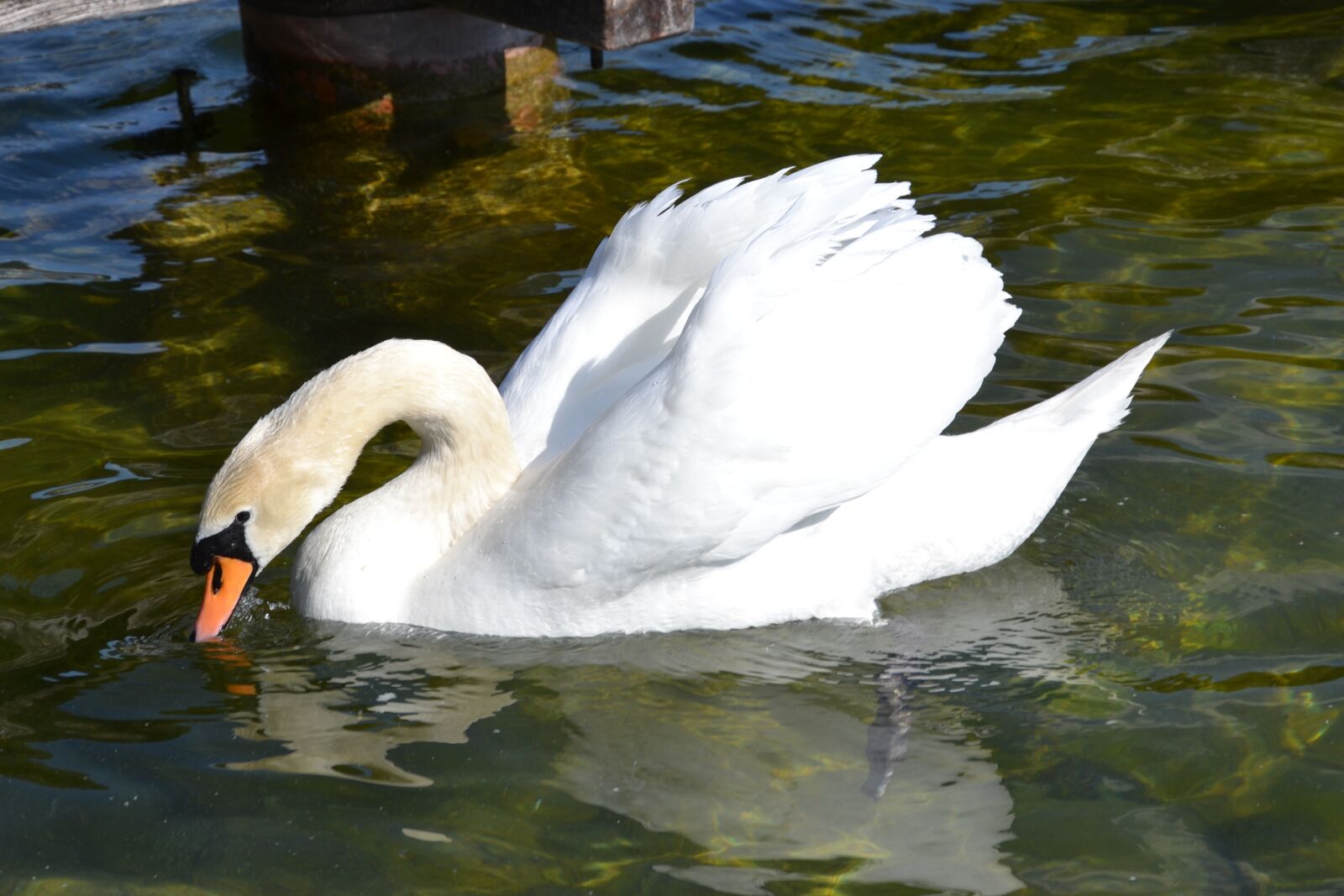 Nikon D3100 sample photo. Swan, water, bird photography
