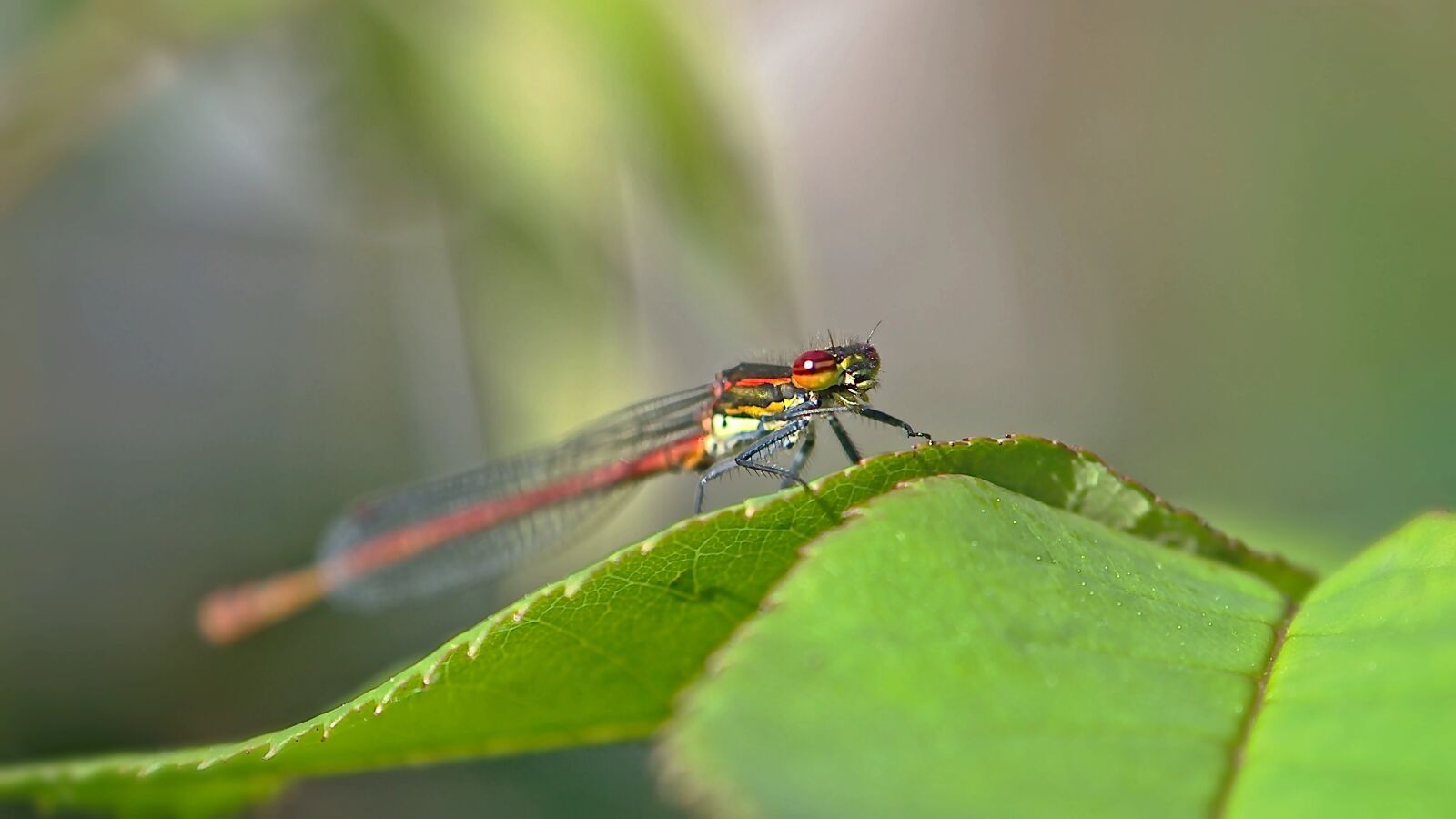 Nikon D5600 sample photo. Dragonfly, red, adonis dragonfly photography