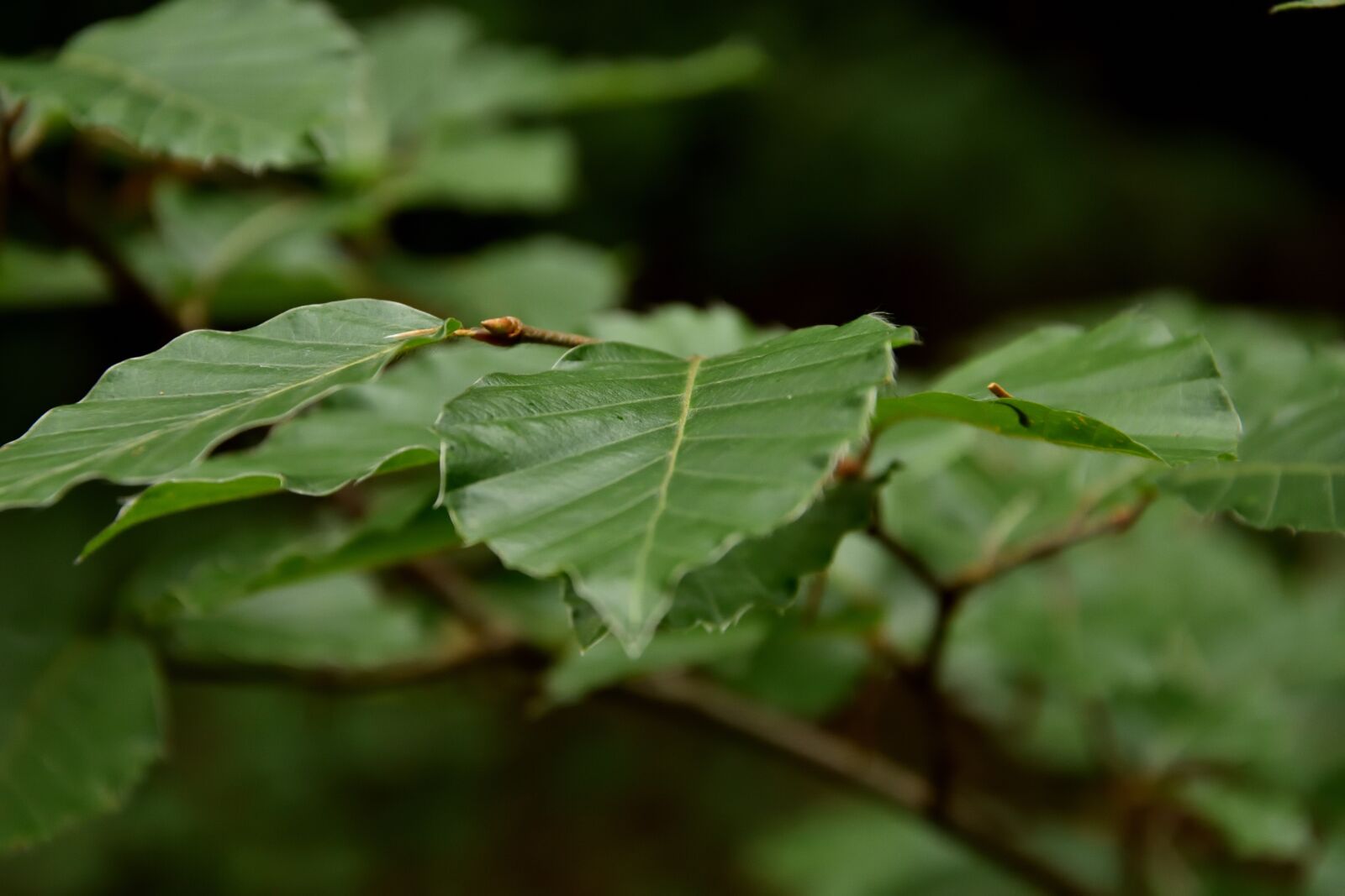 Nikon D3400 sample photo. Sheet, branch, tree photography