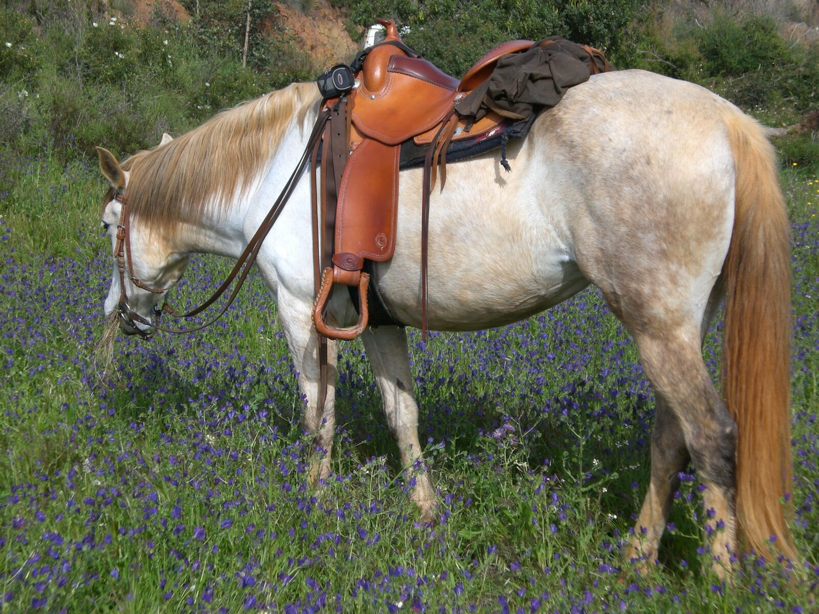 CASIO EX-Z75 sample photo. Horse, western riding, mold photography
