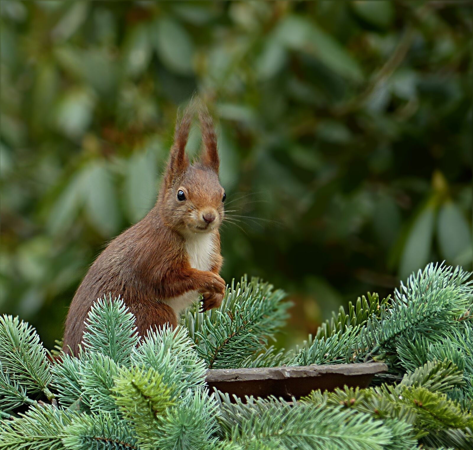 Panasonic Lumix DMC-FZ200 sample photo. Animal, mammal, squirrel photography